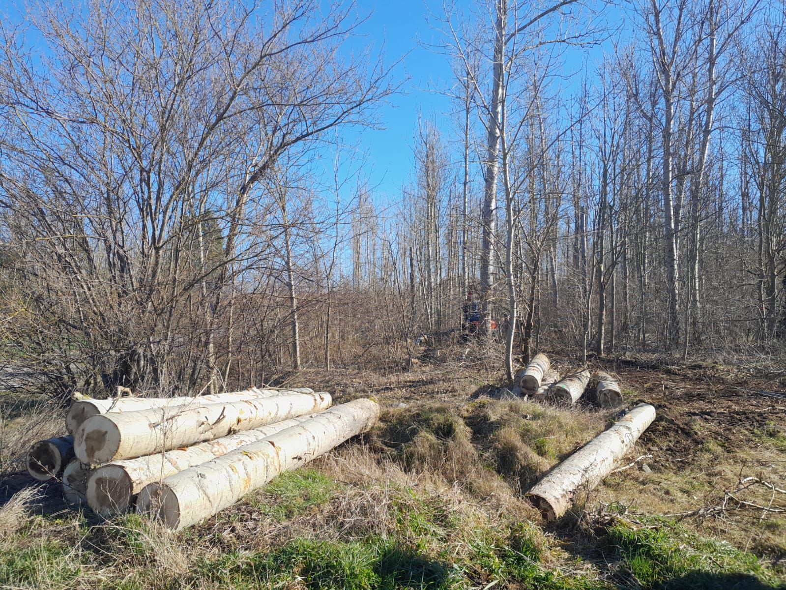 Ein Stapel Baumstämme mitten im Wald.