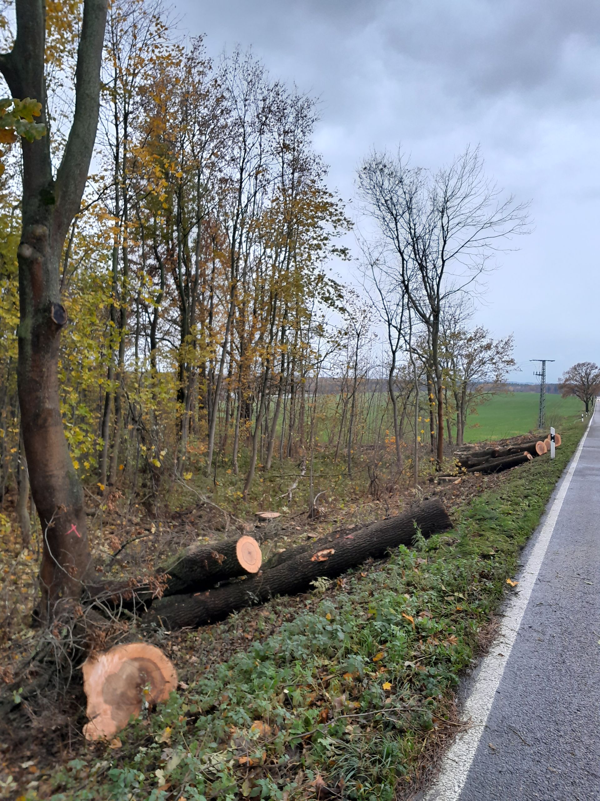 Eine Reihe Baumstämme liegen am Straßenrand neben einem Wald.