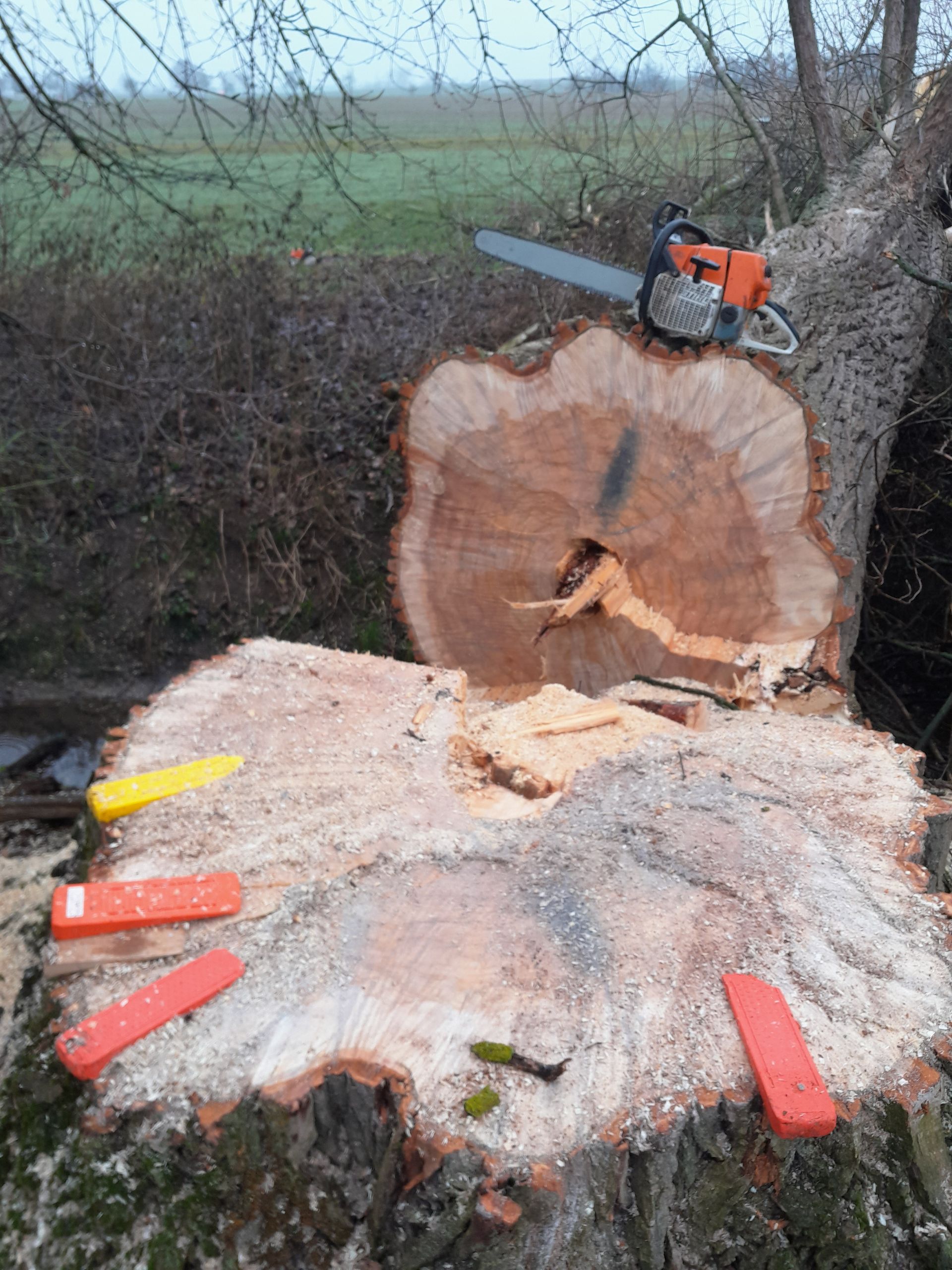 Auf einem Baumstumpf liegt eine Kettensäge.