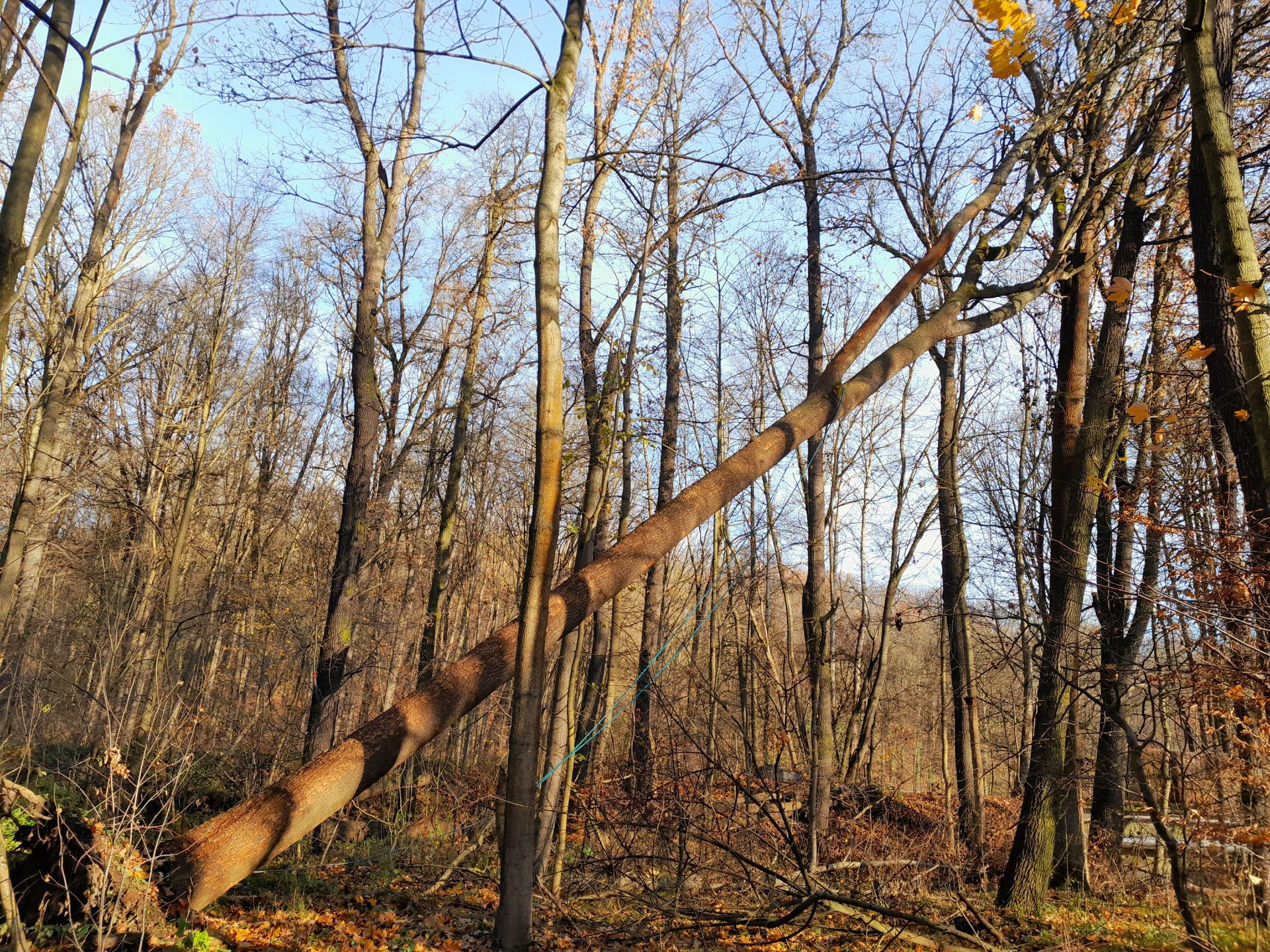 Mitten im Wald ist ein Ast heruntergefallen.