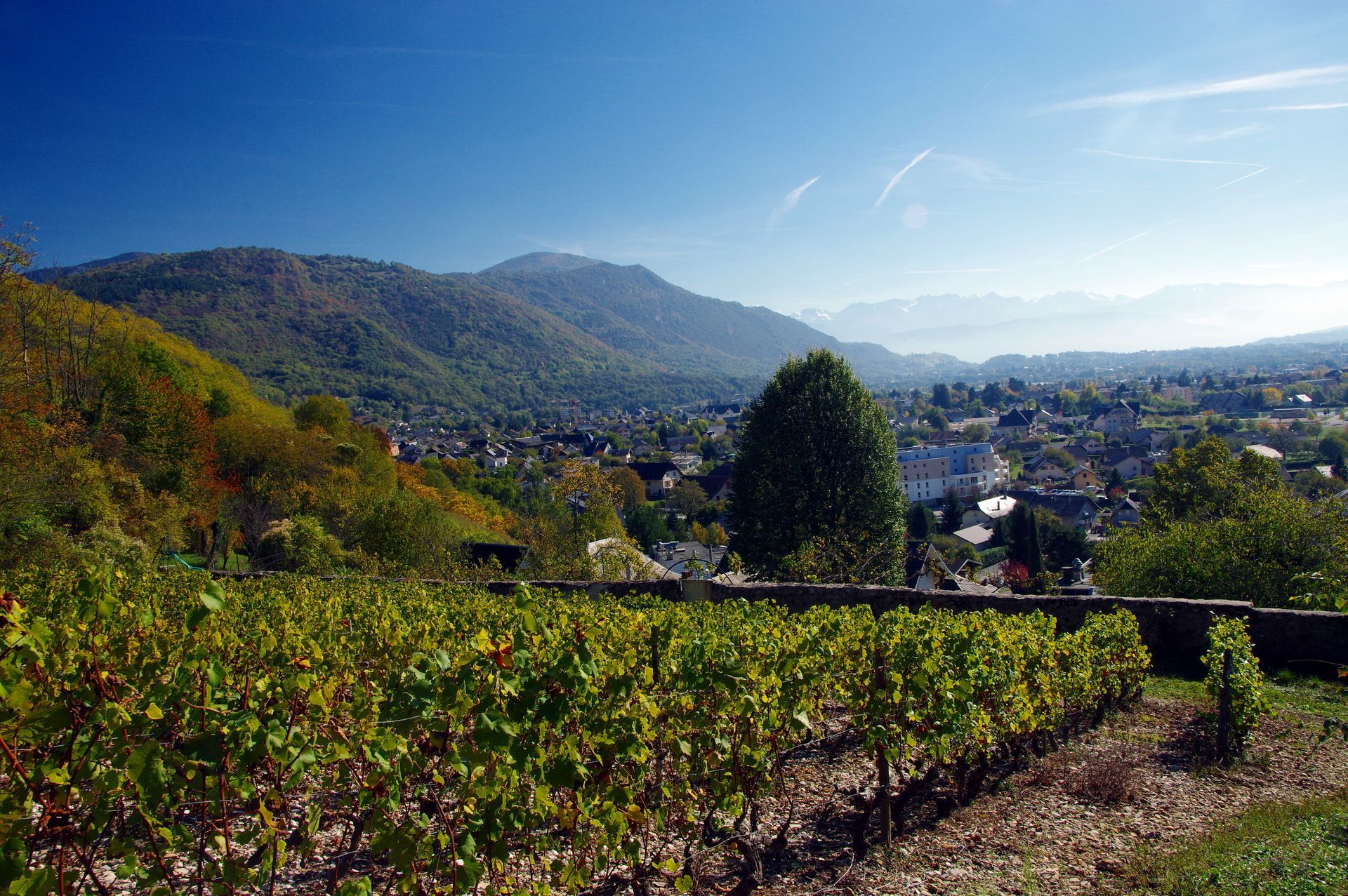 Vignoble surplombant une vallée ensoleillée et des montagnes lointaines sous un ciel d'un bleu limpide
