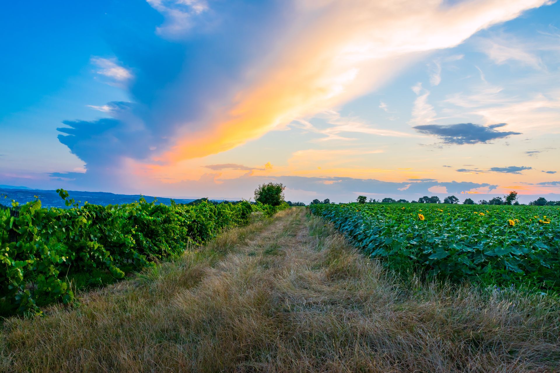 Coucher de soleil sur un chemin de terre entre des champs verdoyants sous un ciel coloré