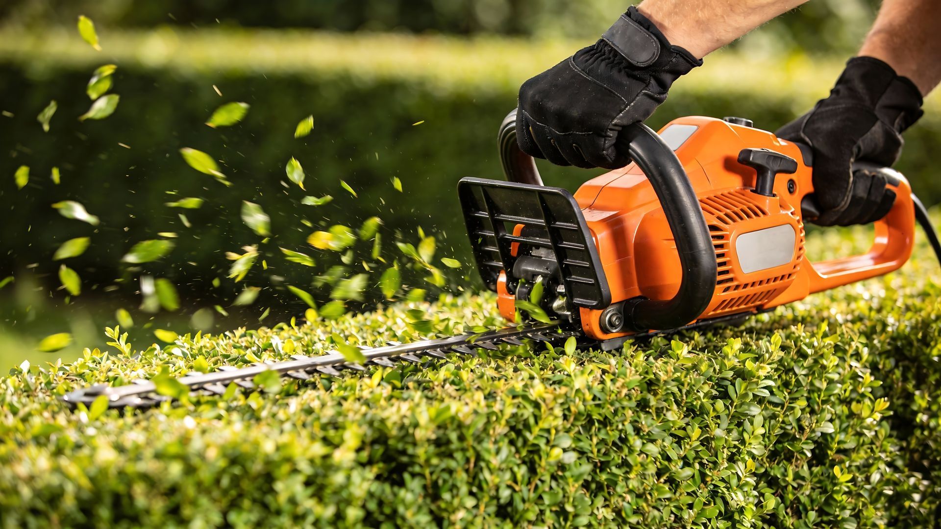 Des mains gantées utilisent un taille-haie électrique orange pour tailler une haie verte à l'extérieur.