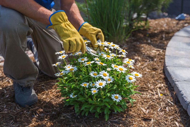 Un jardinier plante des marguerites blanches dans un parterre de fleurs paillé, en bordure d'un trottoir.