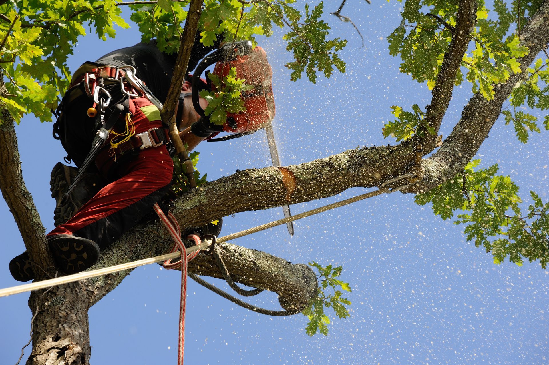 Un élagueur, perché dans un arbre, coupe une branche à la tronçonneuse, portant un équipement de sécurité et un casque.