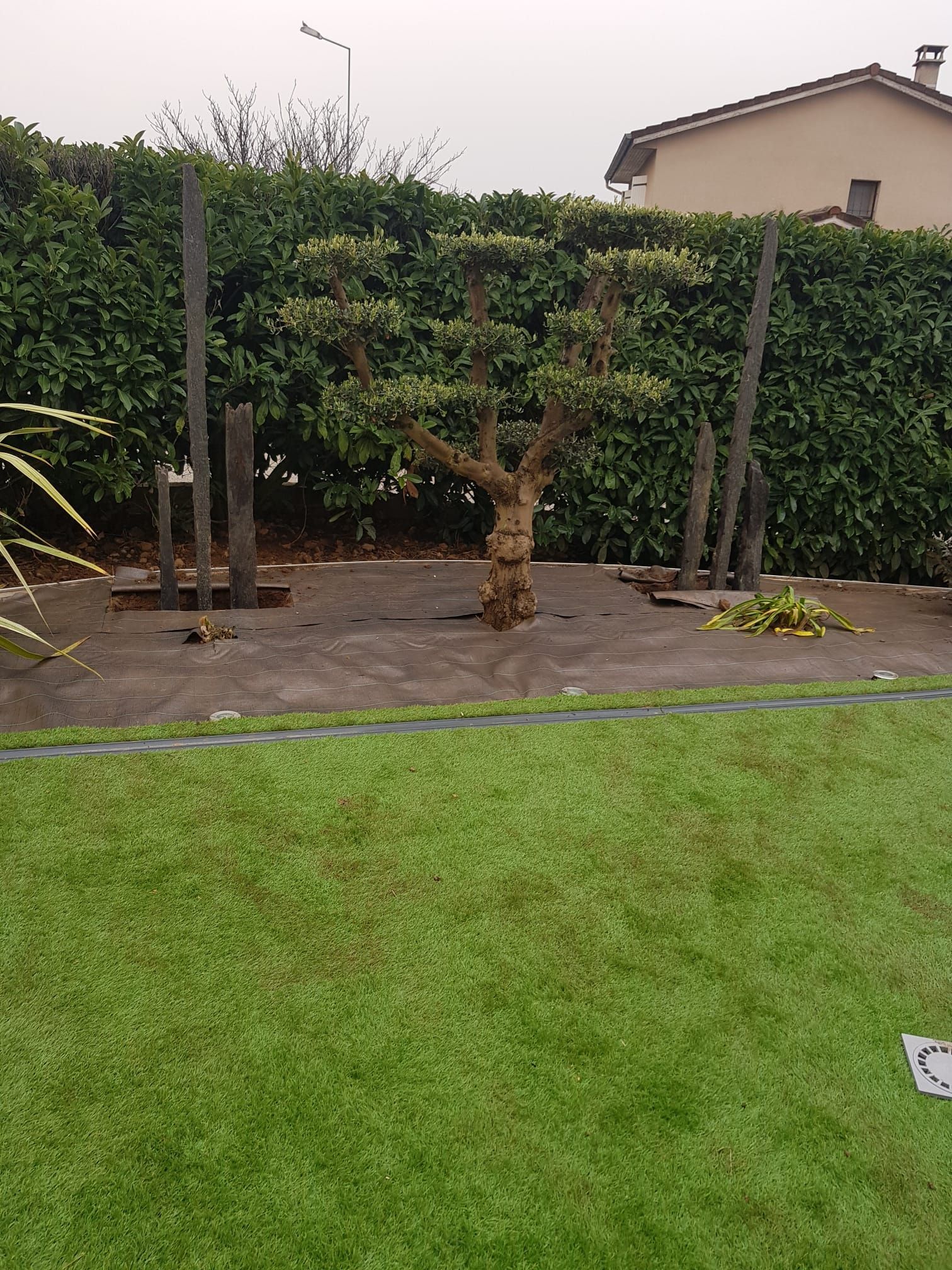 Cour arrière avec un arbre fraîchement taillé, des haies et une pelouse verte après la pluie