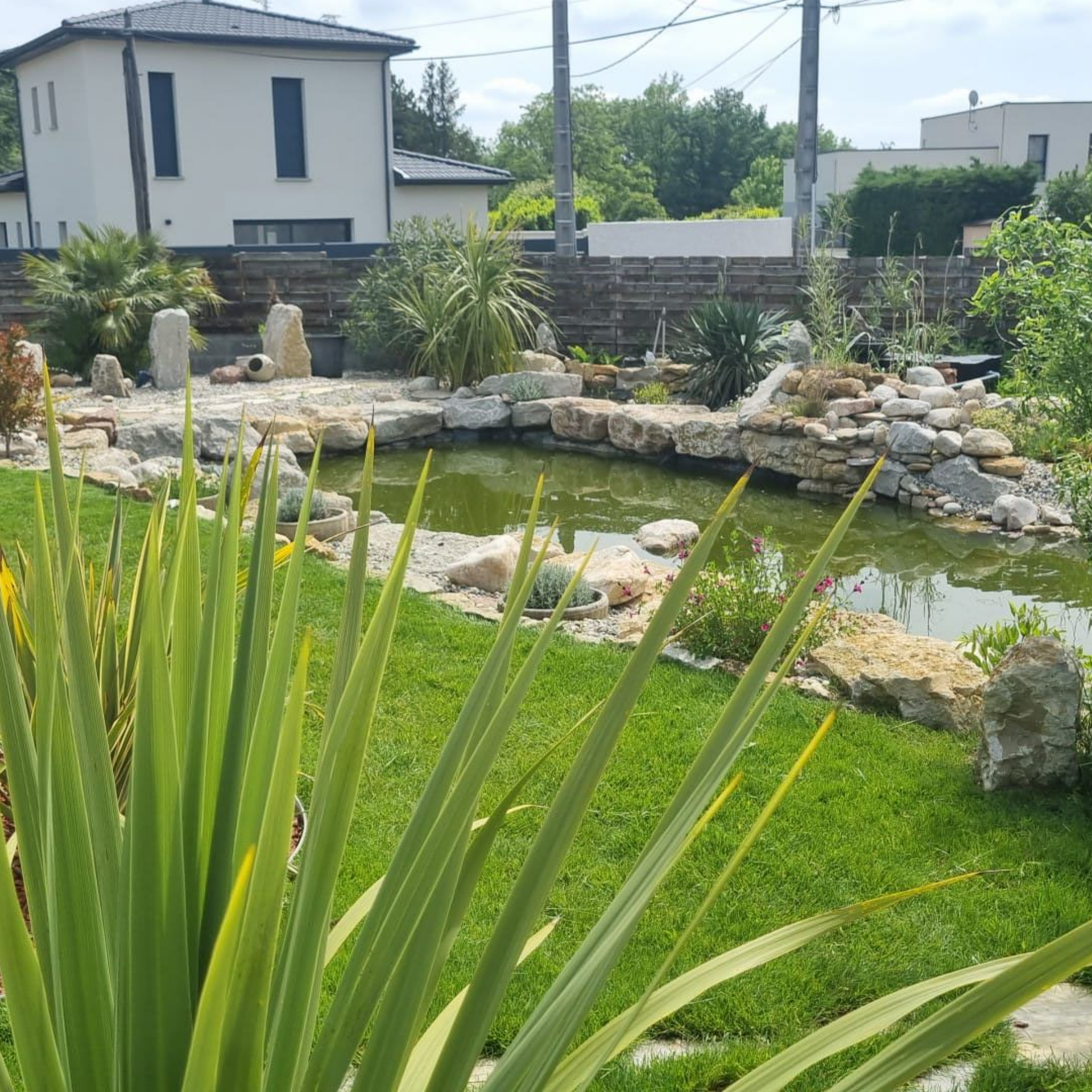 Un bassin de jardin avec des rochers et une végétation luxuriante jouxte une maison moderne.