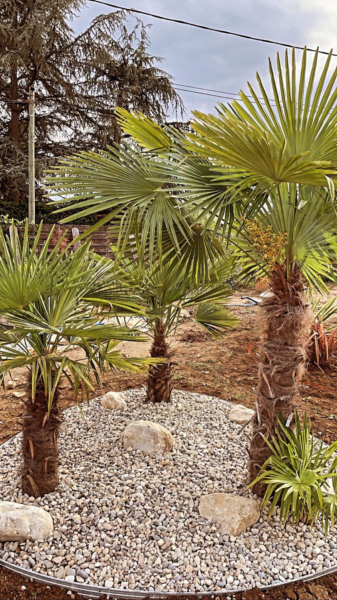 Petits palmiers et arbustes dans un parterre de gravier blanc sous une pergola en bois
