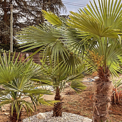 Trois petits palmiers dans un jardin sec au sol brun, avec une clôture en bois en arrière-plan.