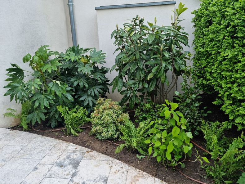 Arbustes et couvre-sol dans un petit massif de jardin jouxtant une allée pavée et un mur en stuc