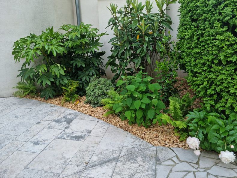 Arbustes de jardin bordant une allée et un mur en pierre claire