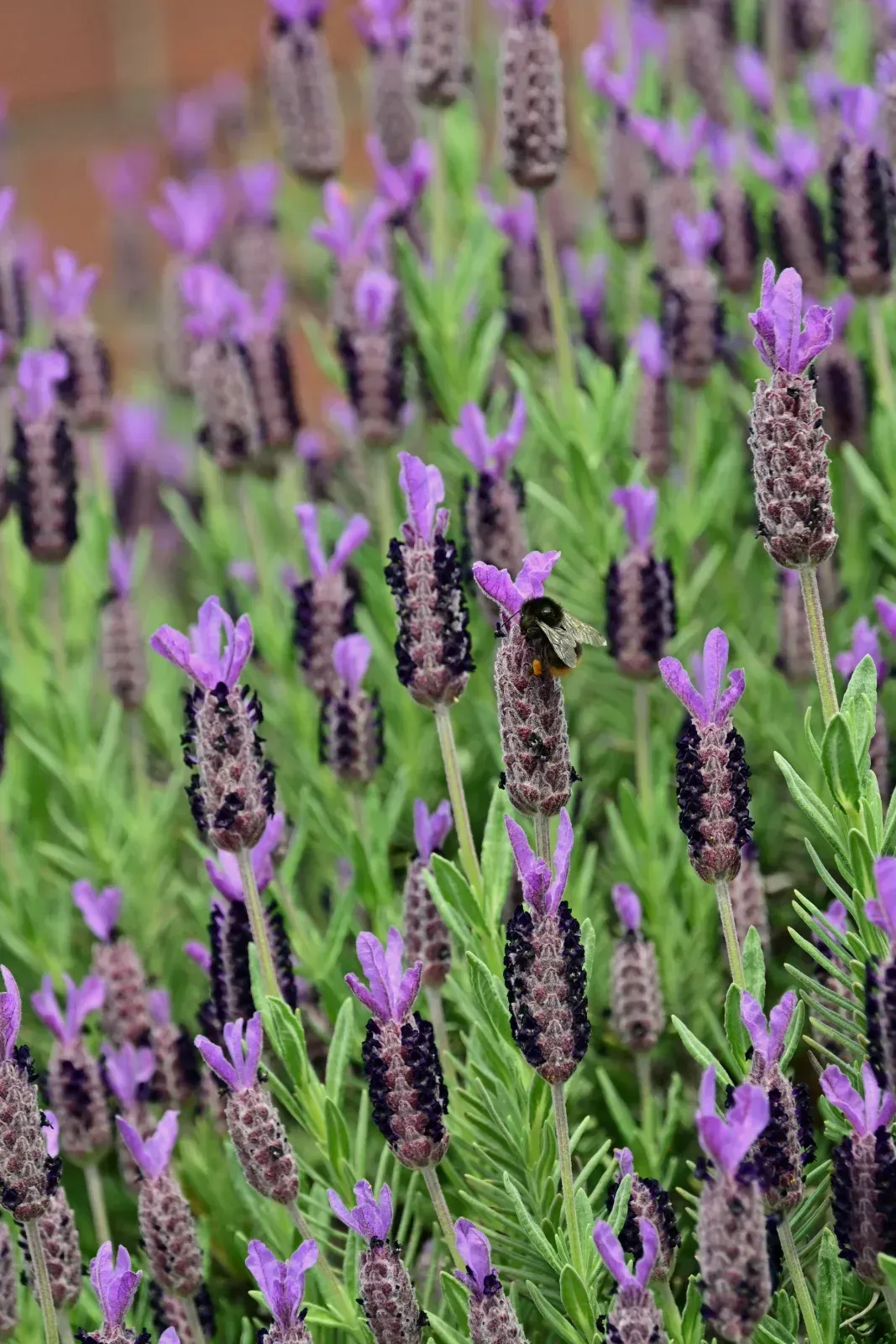 Lila Lavendelblüten mit grünen Stängeln blühen auf einem Feld