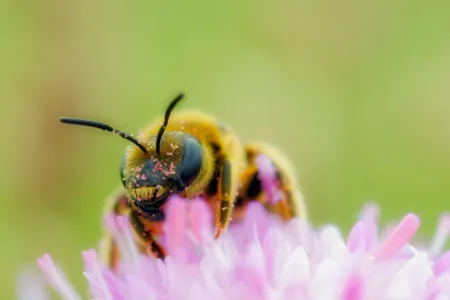 Biene auf rosa Blüte vor sanftgrünem Hintergrund
