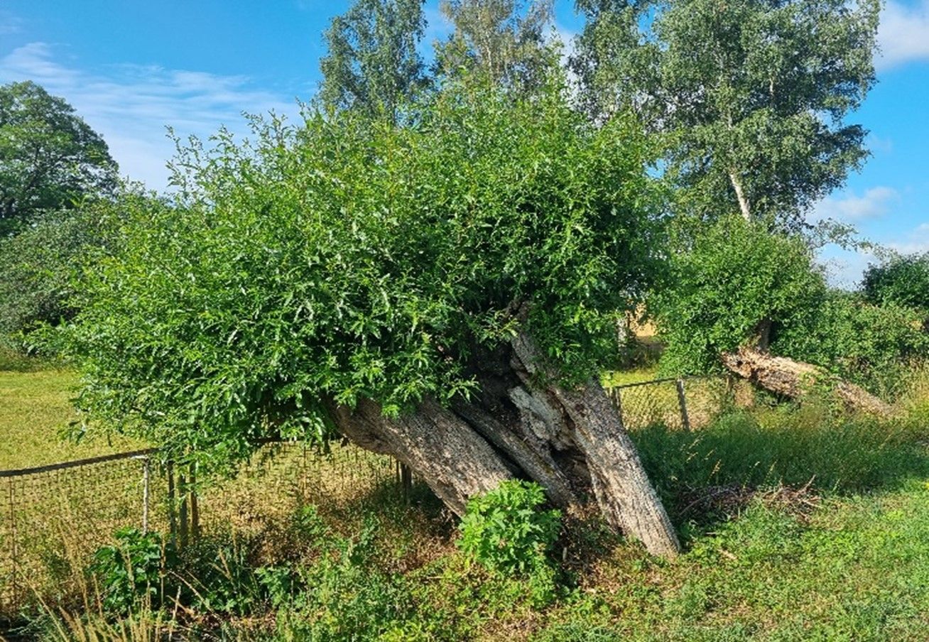 STOCKERL Energieholz