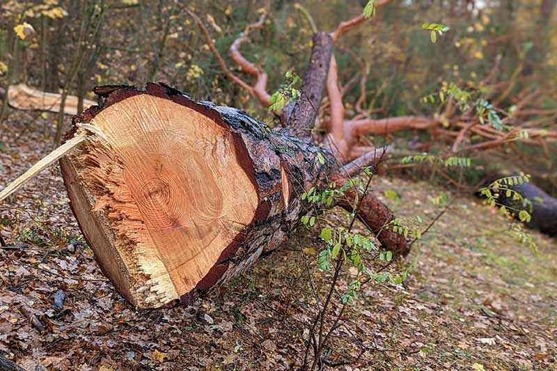 STOCKERL Energieholz