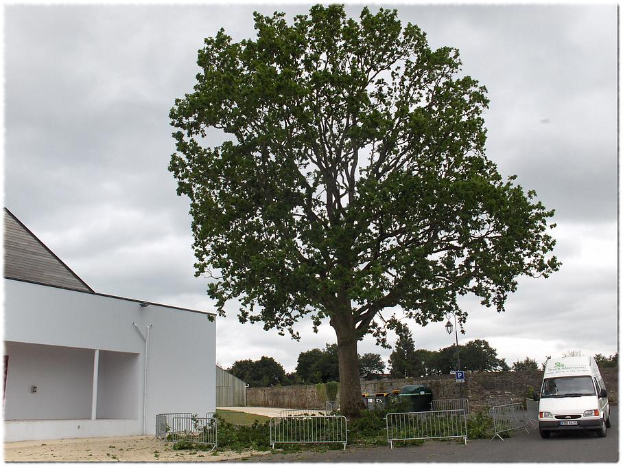 Taille arbre