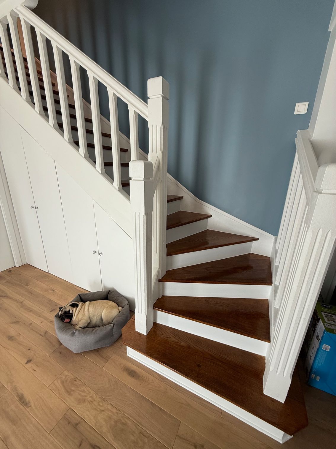 Escalier intérieur avec rampes blanches, mur bleu et un panier pour animaux de compagnie sur le parquet en bas.