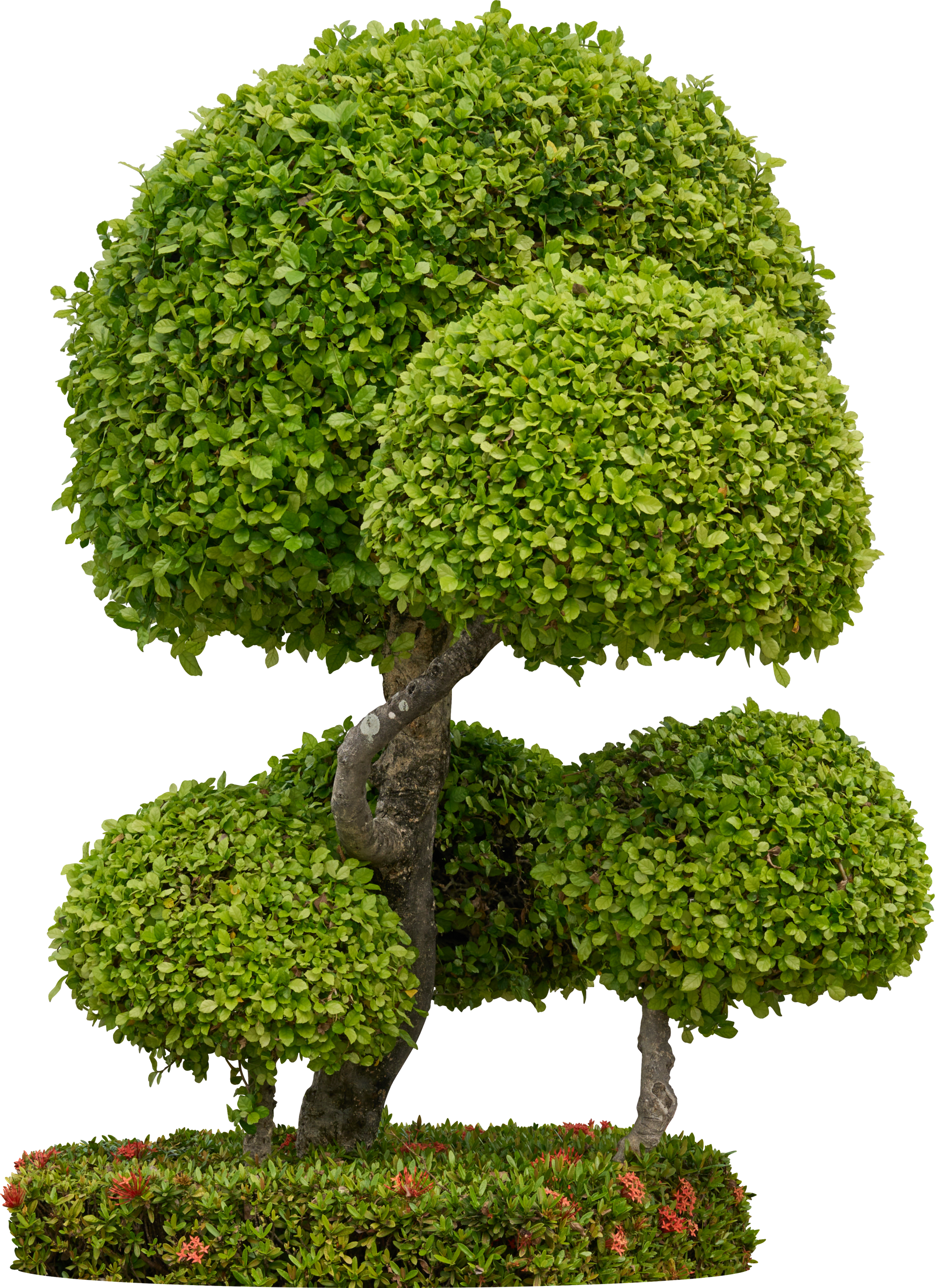 Arbre topiaire au feuillage arrondi et à la base taillée en haie.