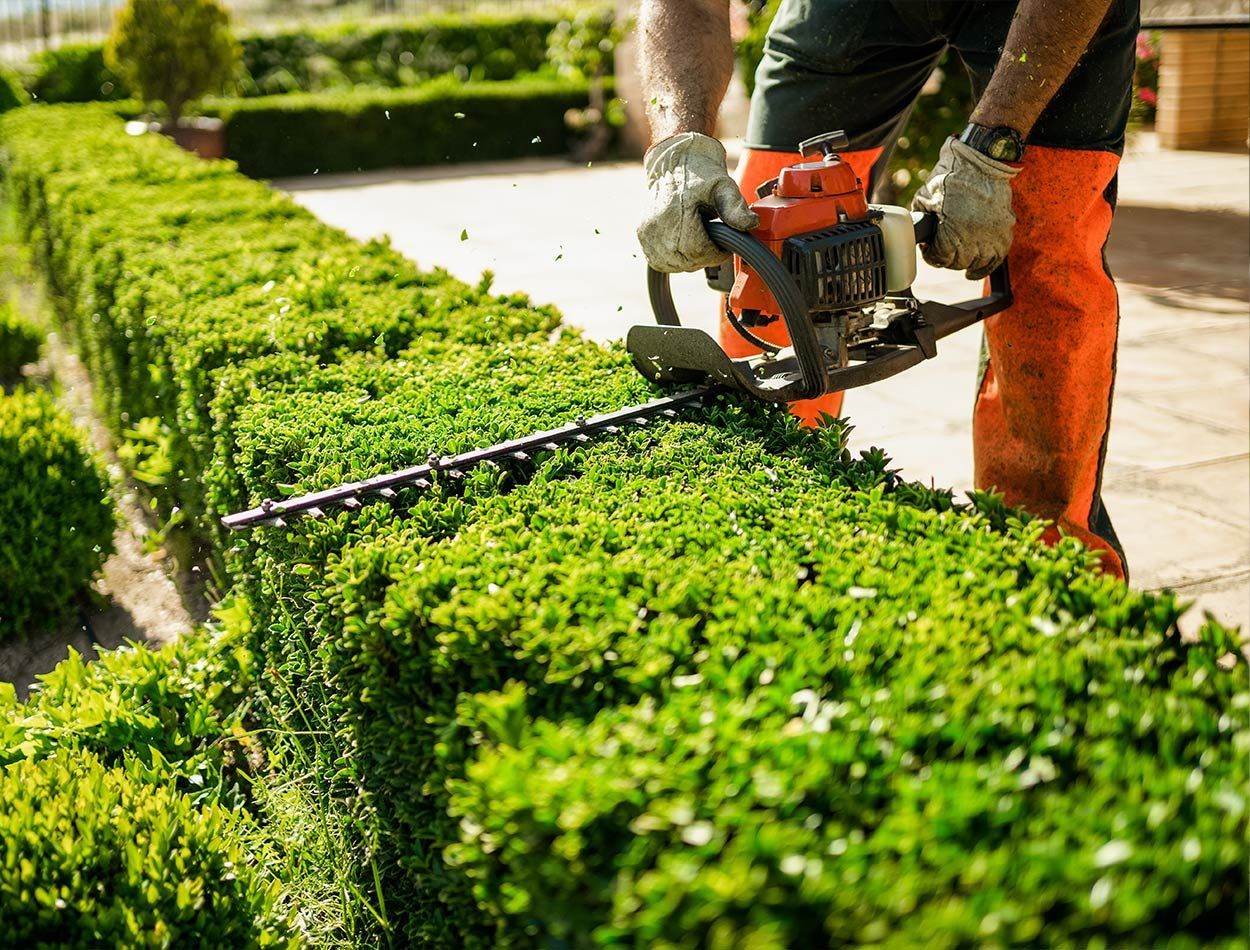 Taille de haies réalisée par un professionnel