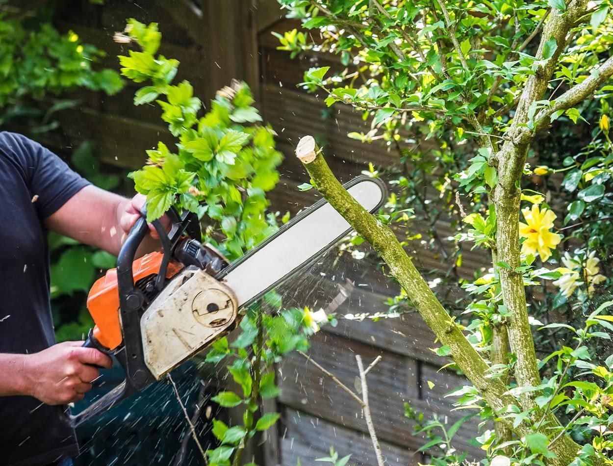 Travaux d'élagage réalisés par un professionnel