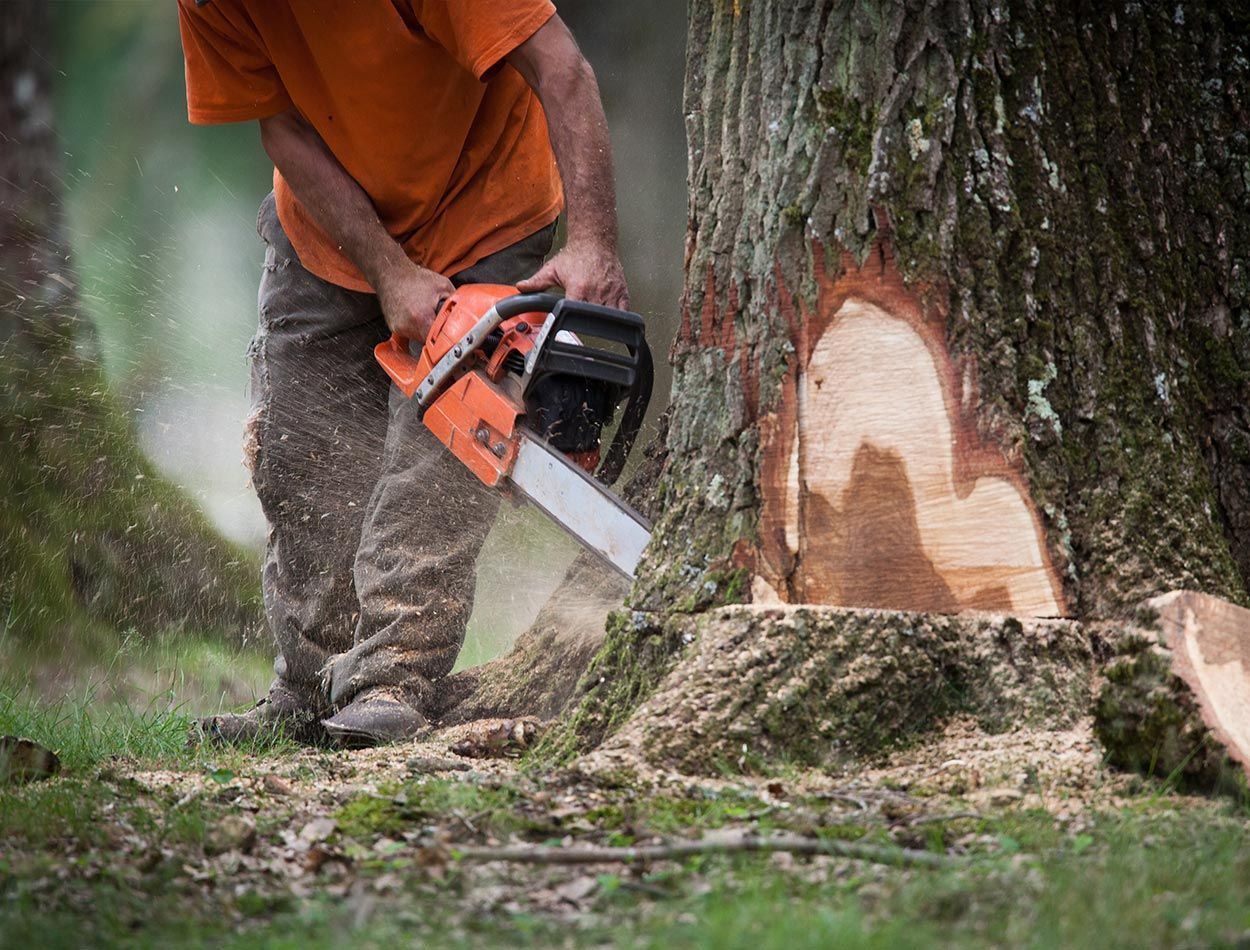 Abattage d’arbre réalisé par un professionnel