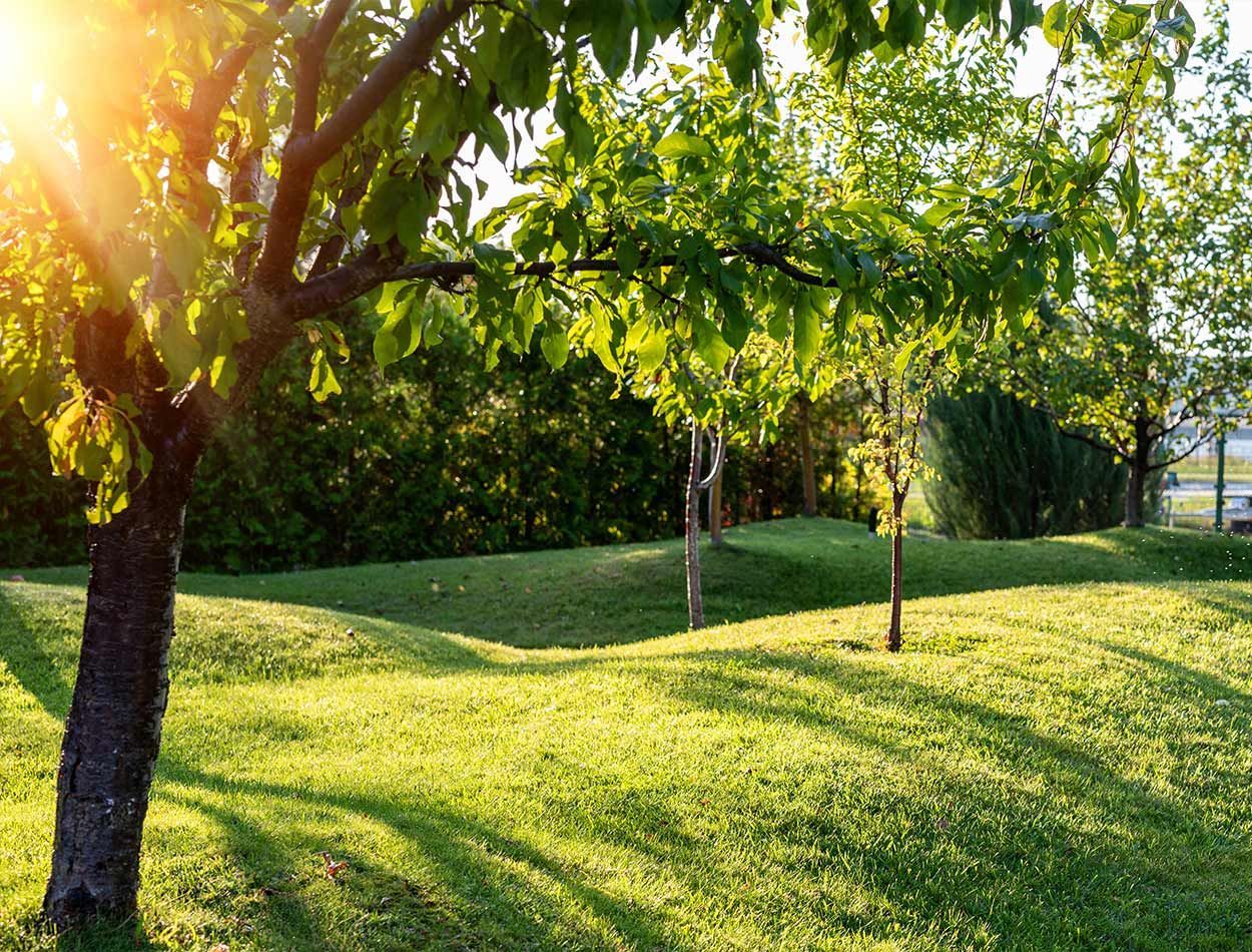 Terrain herbeux composé de plusieurs arbres en cours de croissance