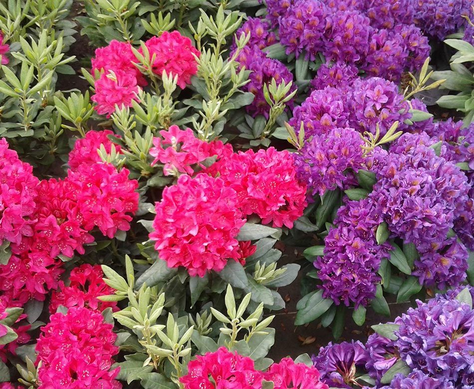 Fleurs rouges et violettes 