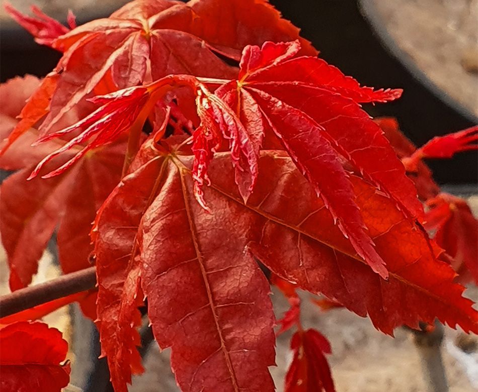 Feuilles rouges d'un arbre 