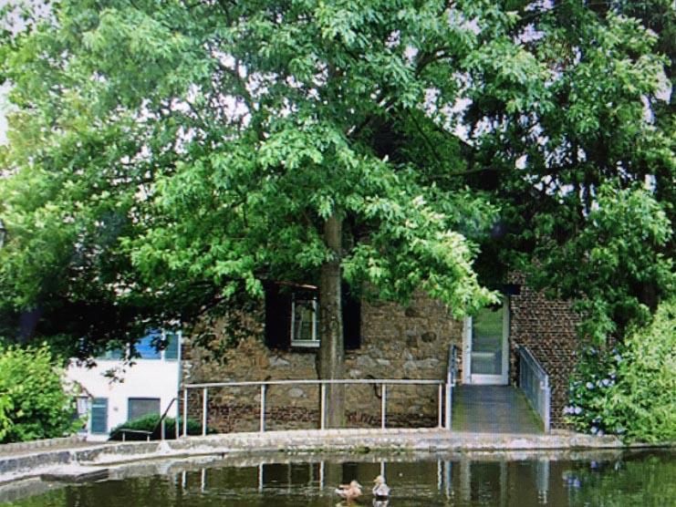 Eine Ente schwimmt in einem Teich vor einem Haus
