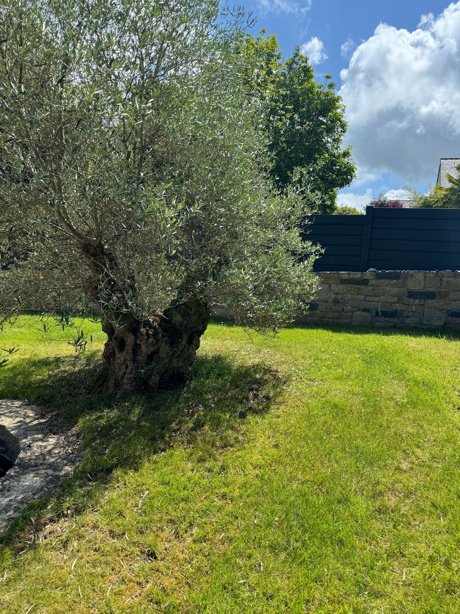 Massif avec plantation d'un olivier