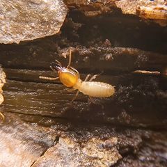 Termite en gros plan