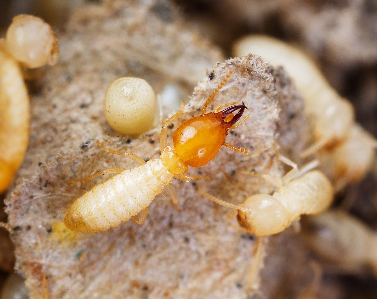 Photo macro, termite