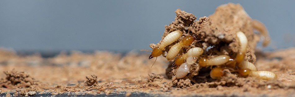 Termites en gros plan