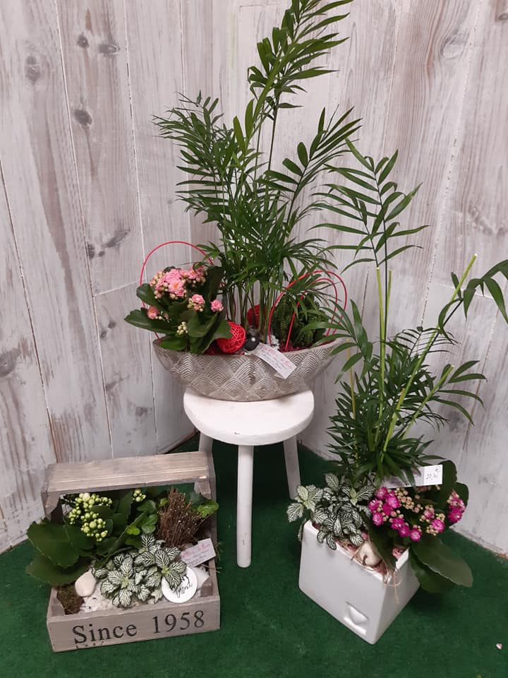 Plante verte d'intérieur