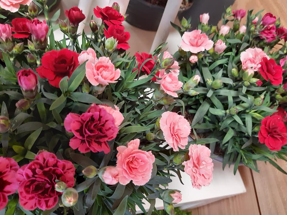 Plante fleurie rouge