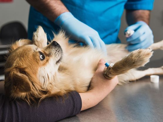 Soins pour chiens et chats à Genève - Cabinet Vétérinaire des Pontets