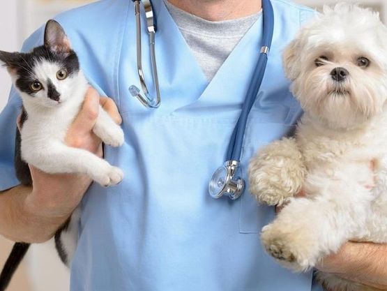 Urgences vétérinaires à Genève - Cabinet Vétérinaire des Pontets
