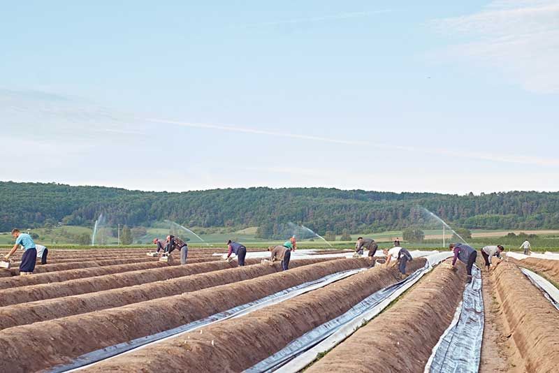 Obst- & Spargelhof Gold, Karlstadt - Karlburg | QS-GAP zertifizierter Regionaler Händler Spargel Erdbeeren Kirschen Stachelbeeren Zwetschgen Birnen Äpfel Buschbohnen