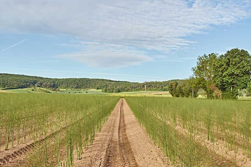 Obst- & Spargelhof Gold, Karlstadt - Karlburg | QS-GAP zertifizierter Regionaler Händler Spargel Erdbeeren Kirschen Stachelbeeren Zwetschgen Birnen Äpfel Buschbohnen