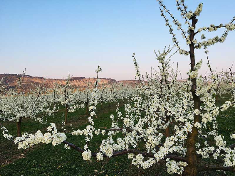 Obst- & Spargelhof Gold, Karlstadt - Karlburg | QS-GAP zertifizierter Regionaler Händler Spargel Erdbeeren Kirschen Stachelbeeren Zwetschgen Birnen Äpfel Buschbohnen