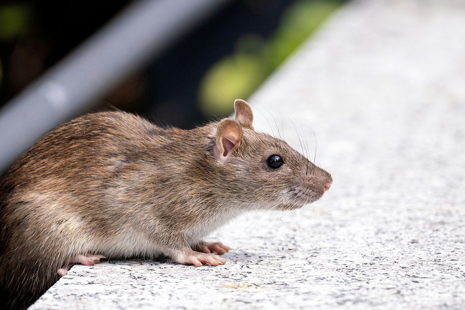 Rat brun sur un rebord 