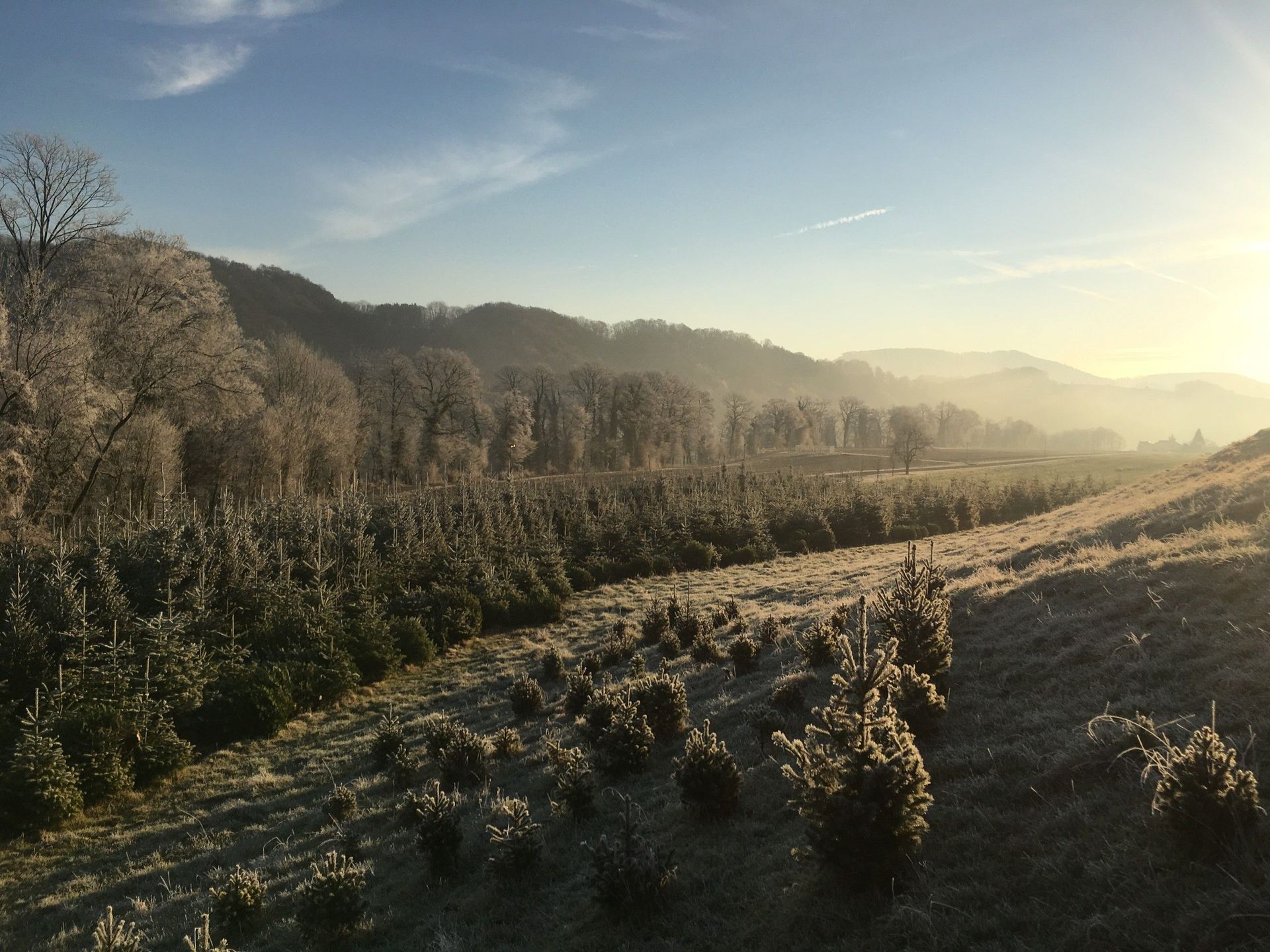 Christbaum - Meier GmbH Parkett