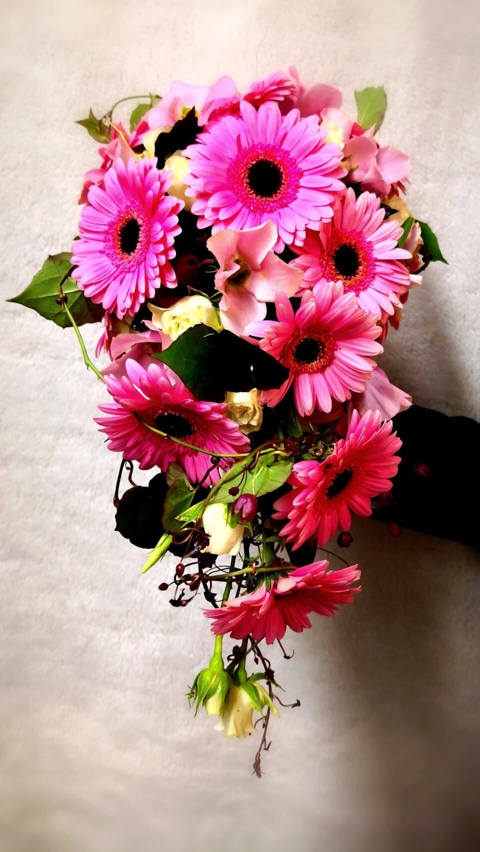 Ivalon Taimitupa Kommandiittiyhtiö