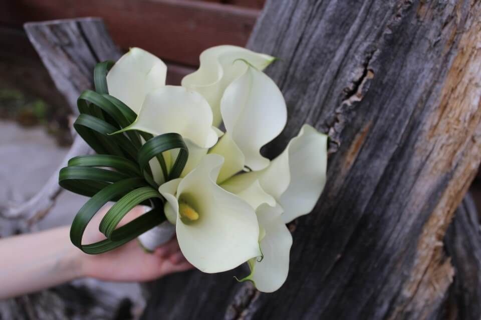 Ivalon Taimitupa Kommandiittiyhtiö