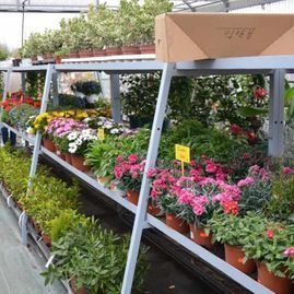 Estanterías en un invernadero repletas de coloridas flores en macetas y plantas verdes bajo una estructura superior transparente.