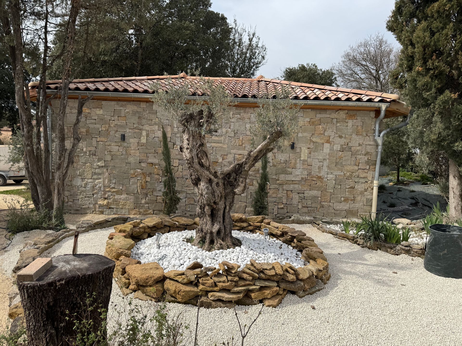 Un vieil olivier dans une jardinière circulaire en pierre blanche, devant un bâtiment en pierre.