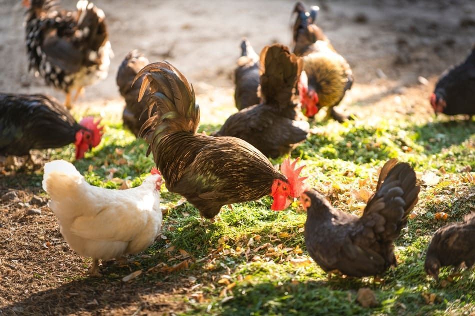 Un grupo de gallinas está comiendo hierba en un campo.