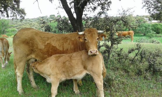 Una vaca y un ternero están parados uno al lado del otro en un campo.