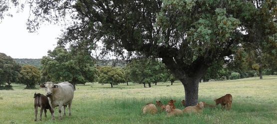 Una manada de vacas pasta bajo un árbol en un campo de hierba.