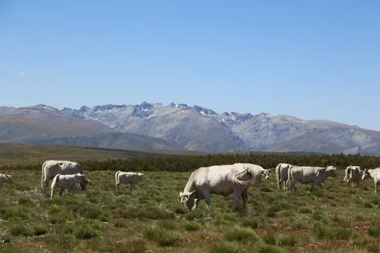 Un rebaño de vacas pastando en un campo con montañas al fondo.